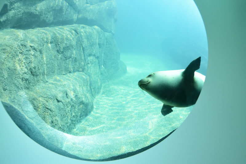 水中槽を泳ぐゴマアザラシ