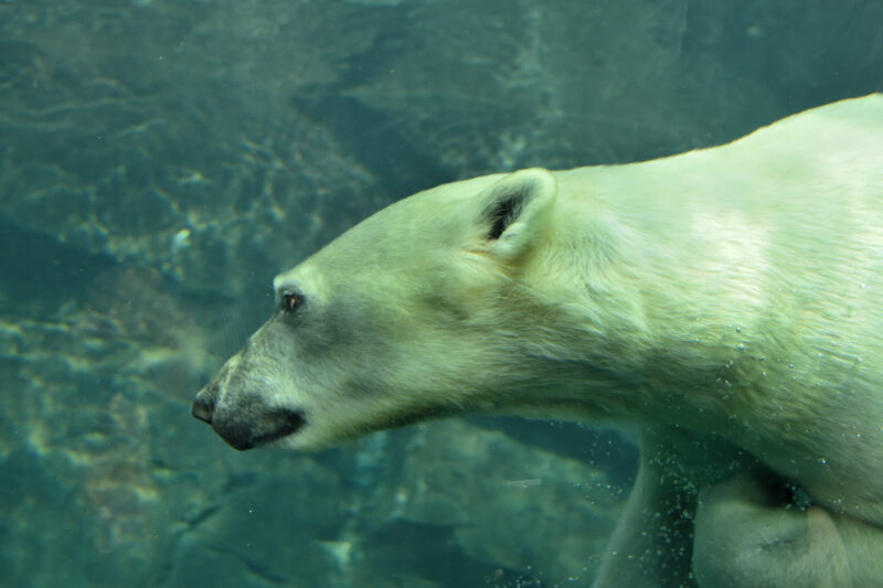 水中で泳いでいるホッキョクグマの顔