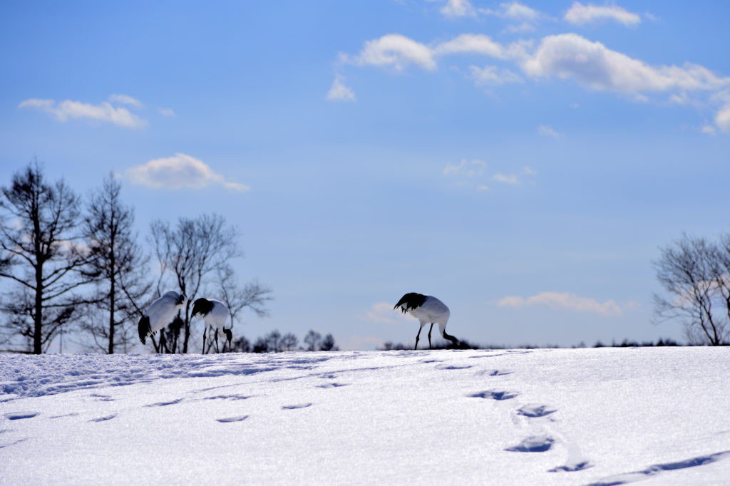 タンチョウと雪原に残るタンチョウの足跡