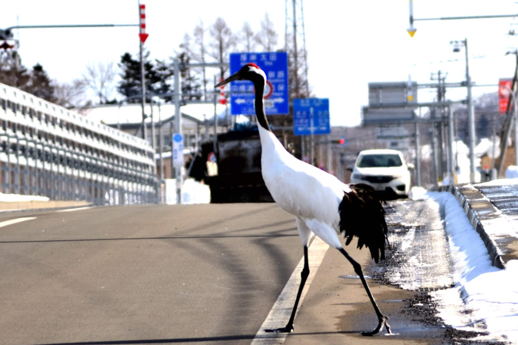 道路を渡る一羽のタンチョウ