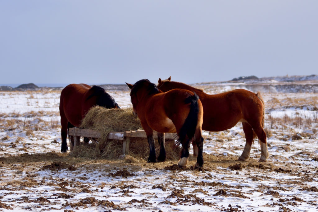 雪が積もる草原で餌を食べる馬の群れ