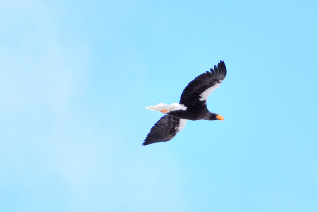 青空の中飛行する一羽のオオワシ
