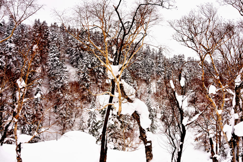 雪が積もる樹々