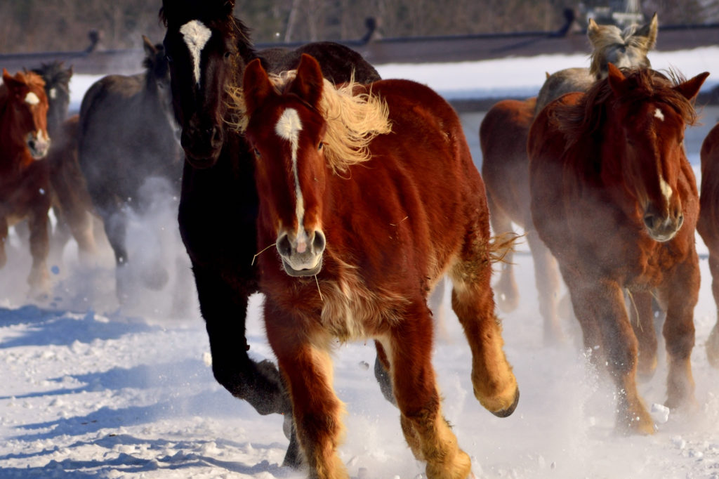 白い鼻息をたてながら走る馬群
