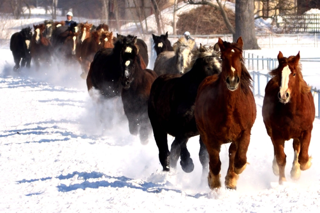 大多数にて雪上を走る馬達