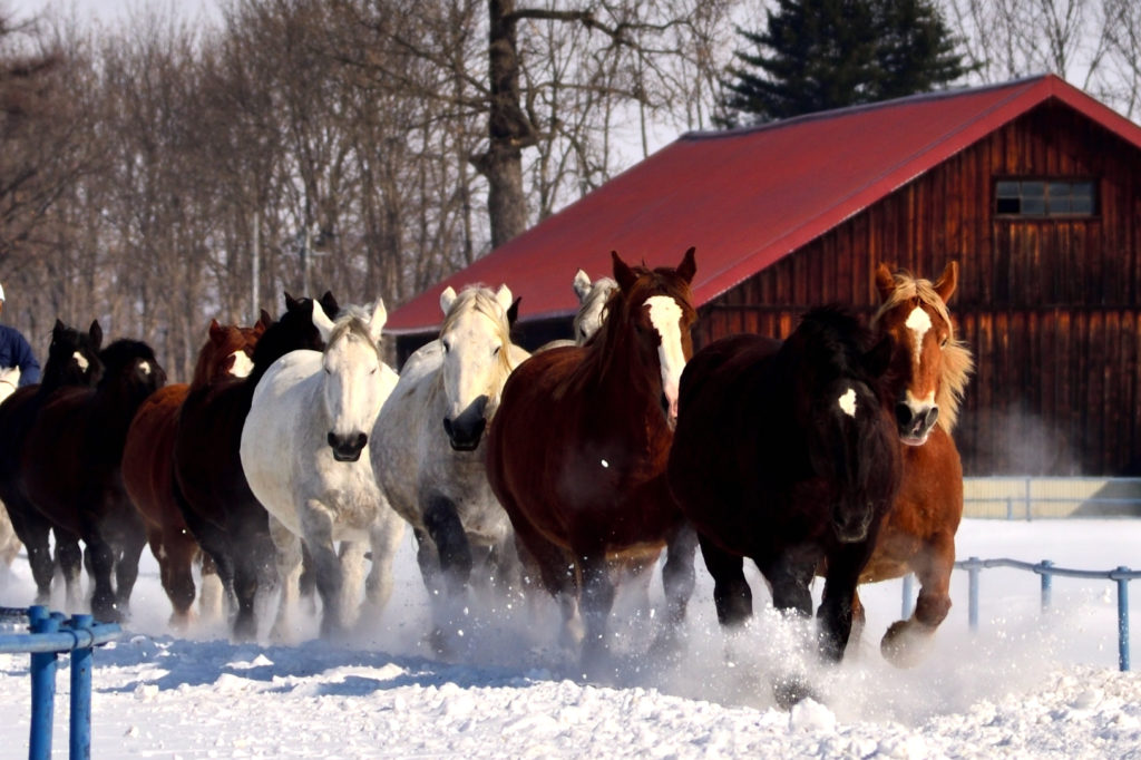 雪上を運動する妊娠をした馬群