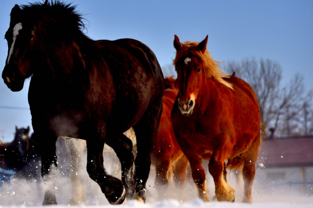 雪上を走る二頭の馬