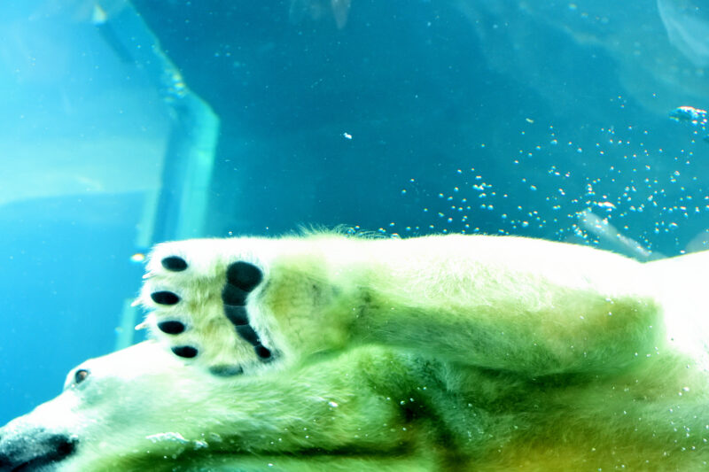 ホッキョクグマの足裏