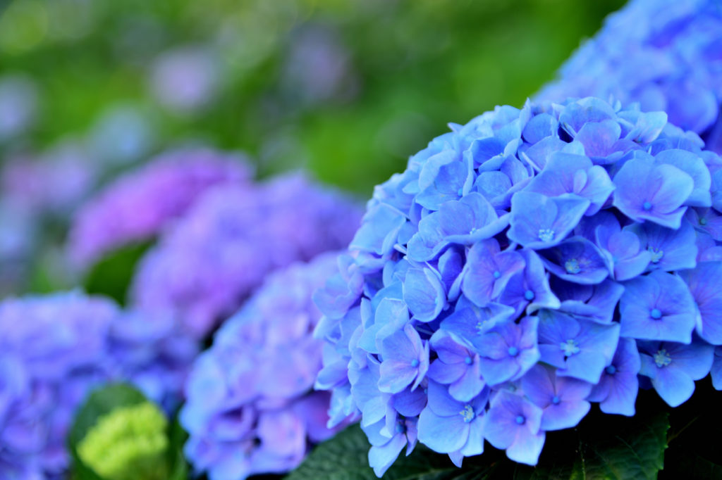 青と紫の紫陽花