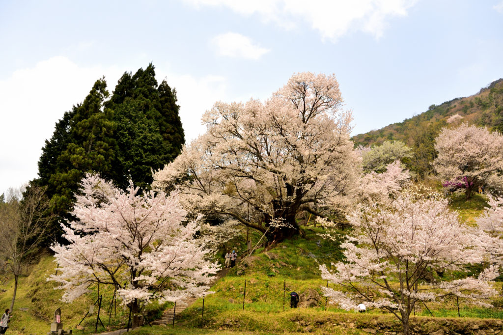 佛隆寺の千年桜とソメイヨシノ
