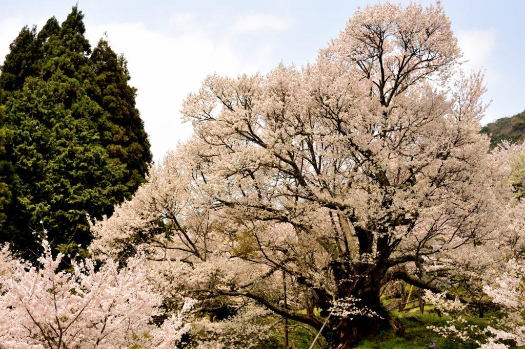 佛隆寺の千年桜