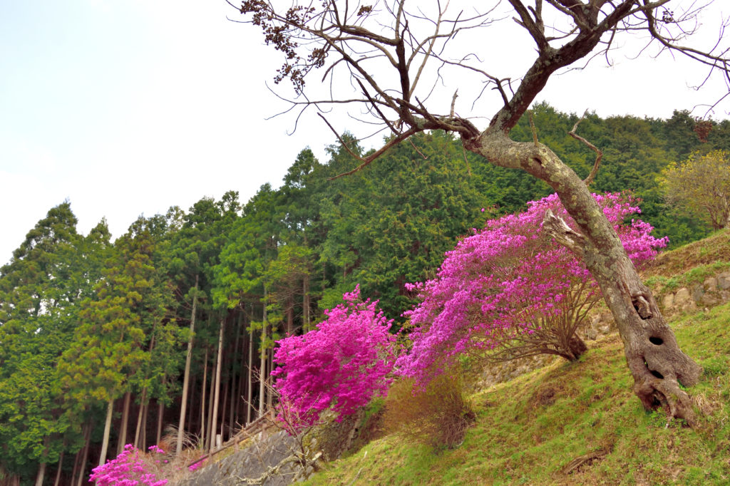 佛隆寺の山ツツジ
