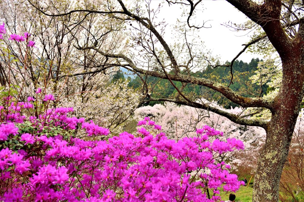 紫色の山ツツジと桜の花