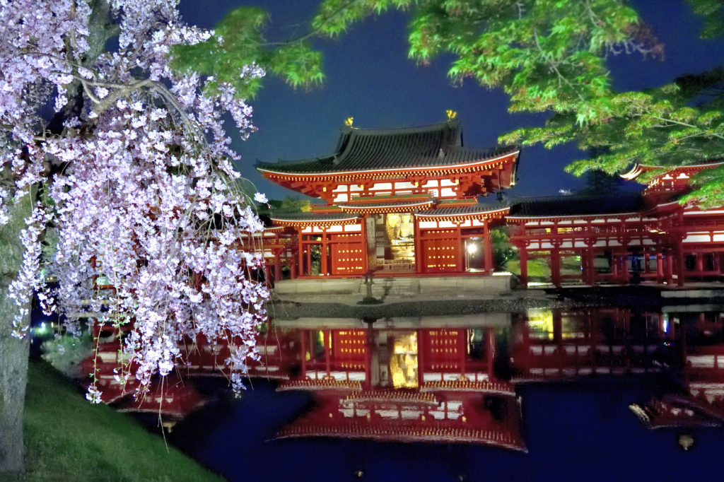 夜桜と平等院鳳凰堂