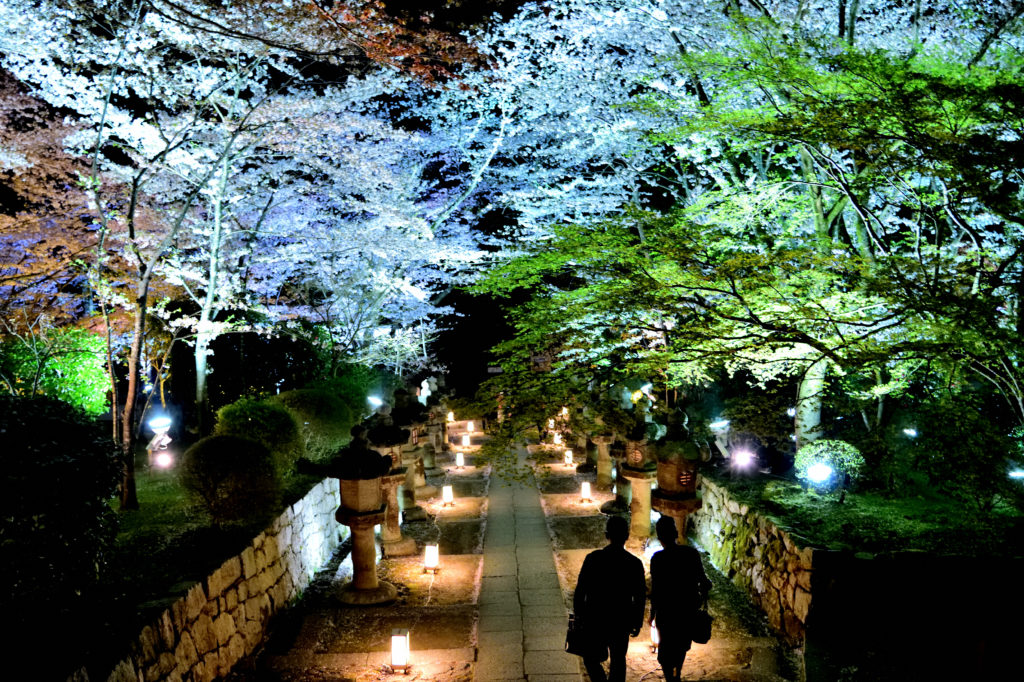 夜桜に覆われた坂道を歩く人