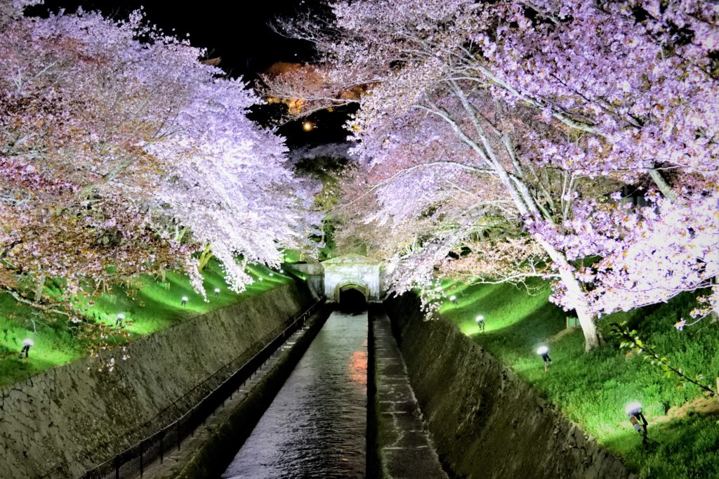 琵琶湖疏水と夜桜