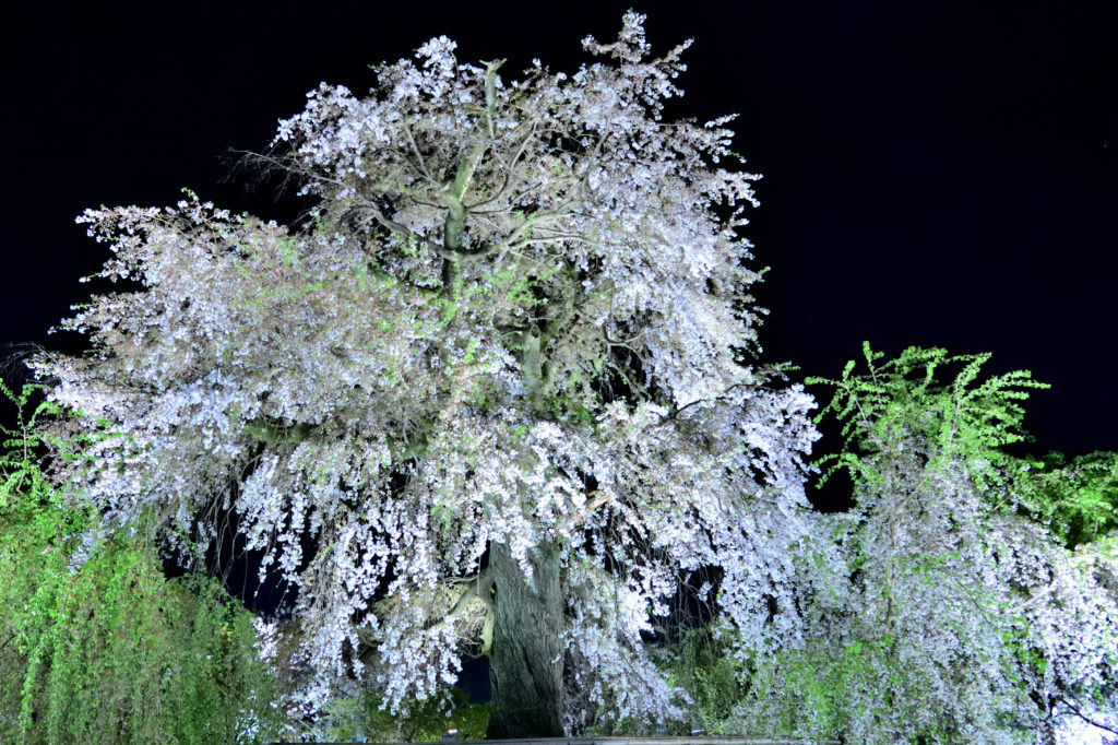円山公園のしだれ桜