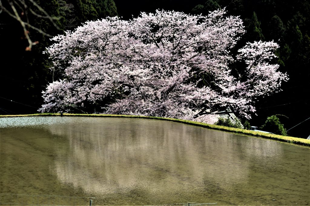 田んぼに映る一本桜