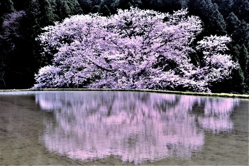 水田に映る桜の木