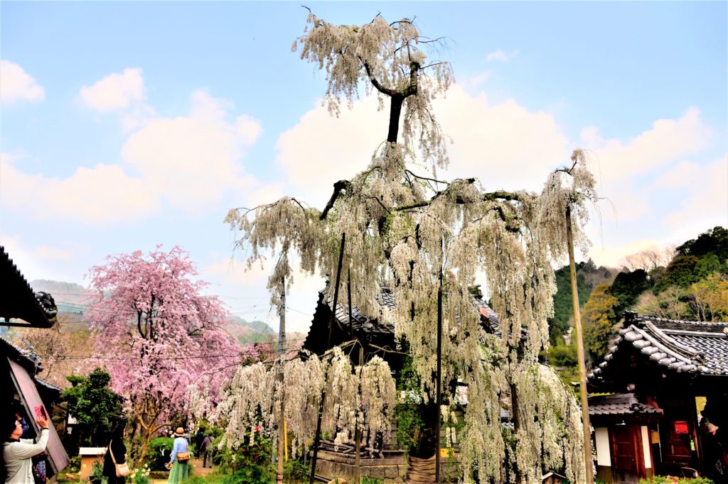 白とピンクの枝垂れ桜