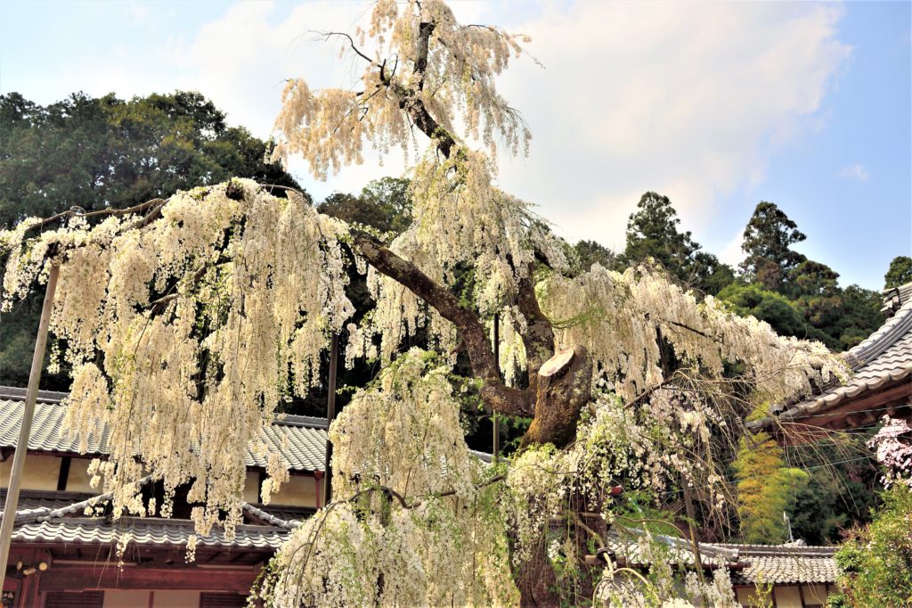 白い枝垂れ桜