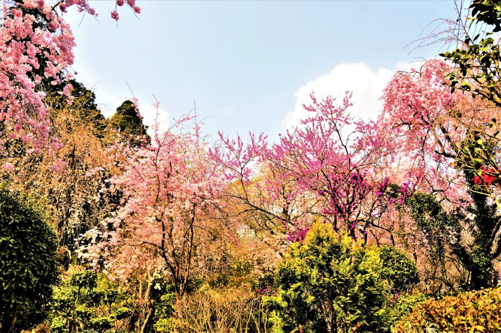 大野寺の庭園の花々