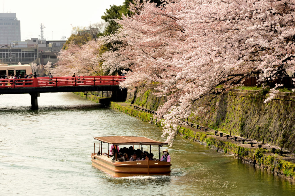 桜の下を運行する船
