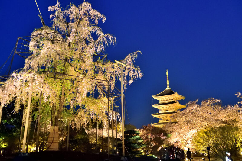 東寺 京都 の不二桜の見頃や21年開花状況は 見どころやアクセスは そらいろ 日本が魅せる多彩な表情