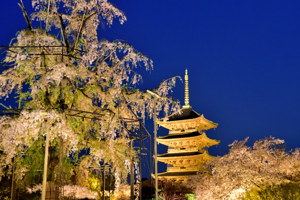 ライトアップされた桜と五重塔