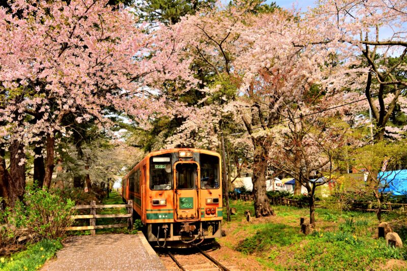 五所川原の桜のトンネルを走る列車