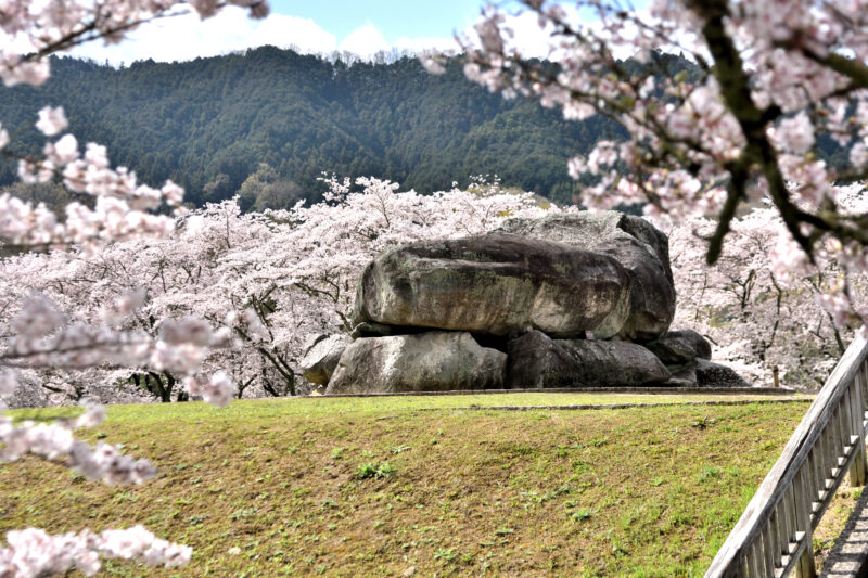 桜に囲まれた石舞台古墳