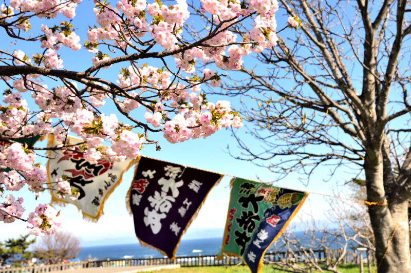 松前公園の大漁旗と海と桜