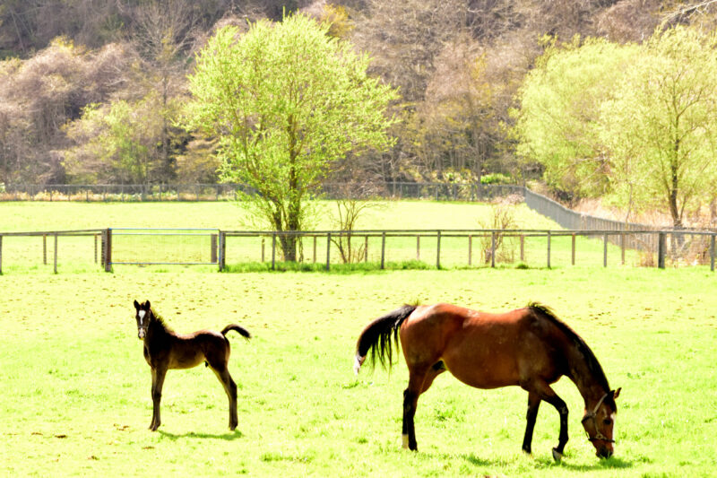 浦河の牧場の母馬と仔馬
