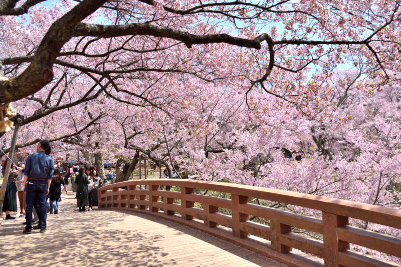 高遠城址公園の桜