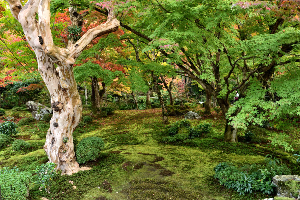 圓光寺の苔の庭園