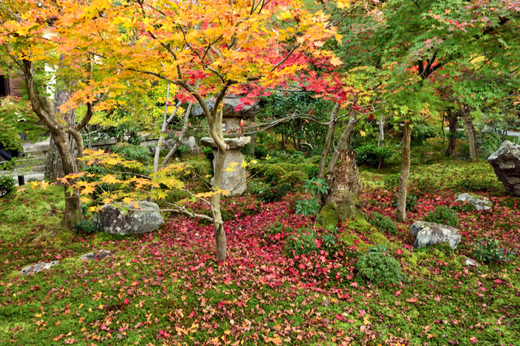 圓光寺の十牛之庭の紅葉絨毯