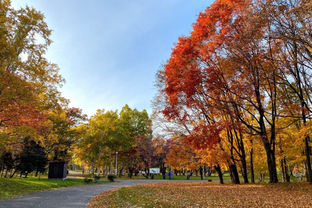 真駒内公園の紅葉と落ち葉