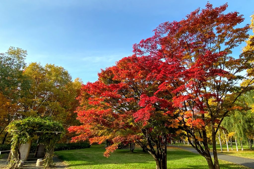 真駒内紅葉の紅葉