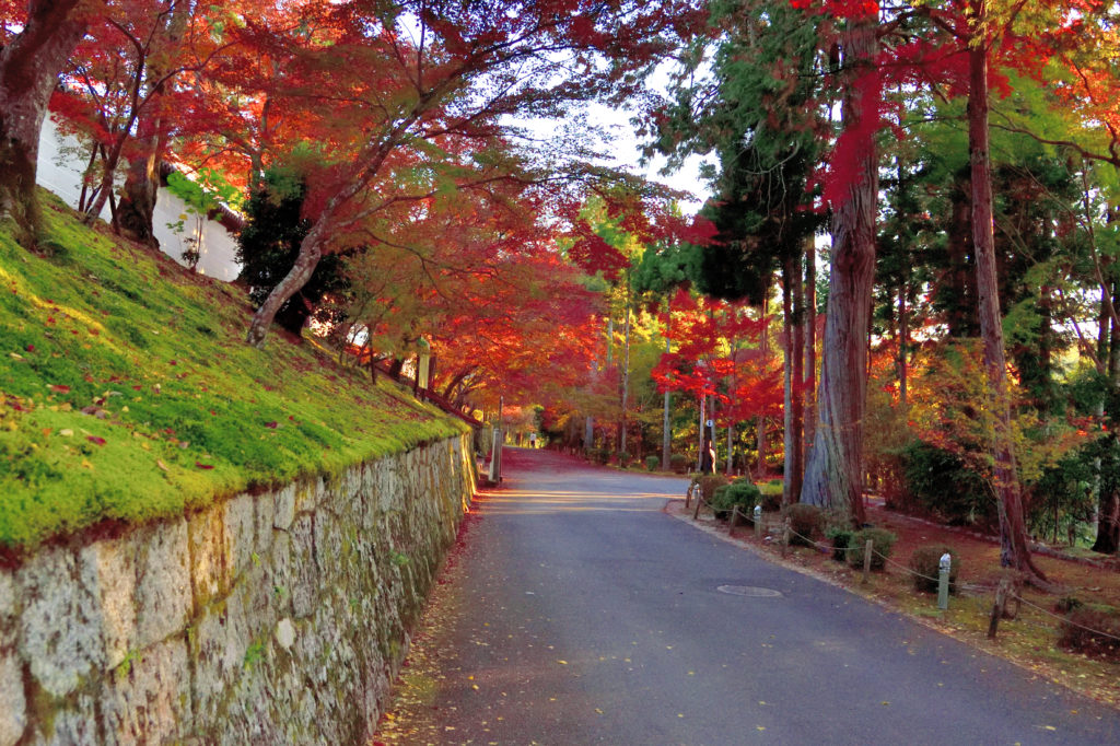 曼殊院の勅使門の紅葉