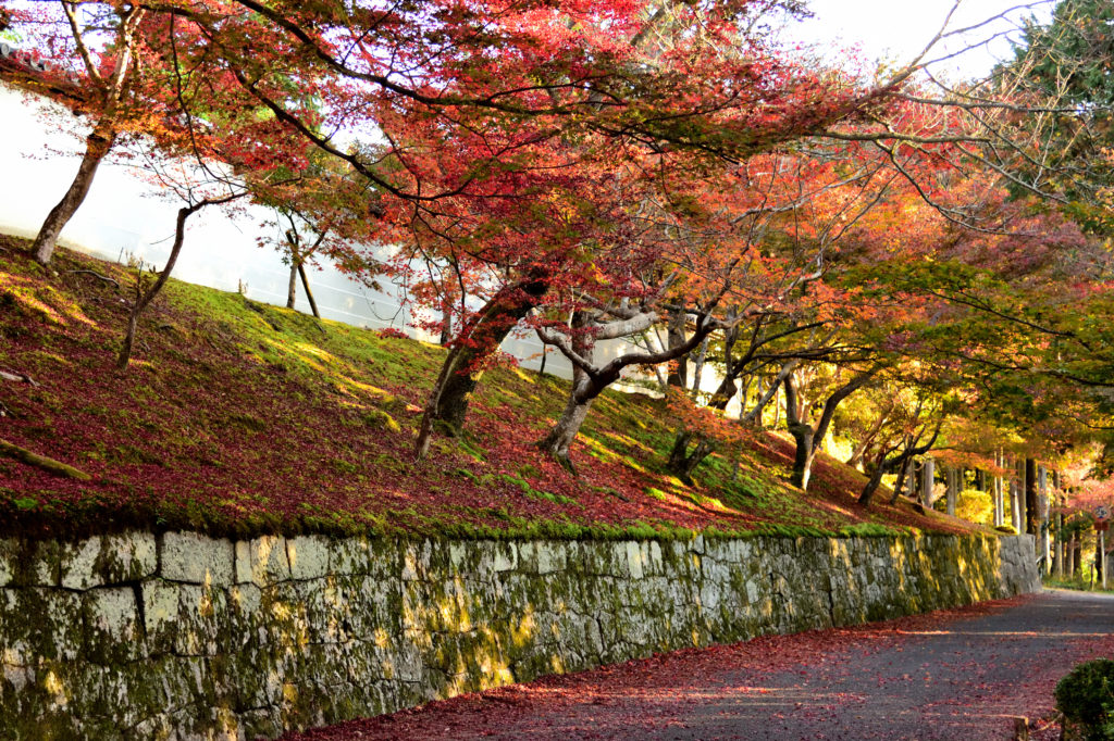 曼殊院の勅使門の石垣と紅葉