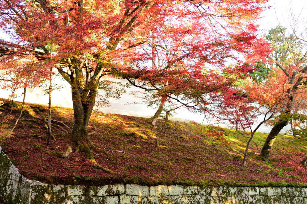 曼殊院の石垣と紅葉