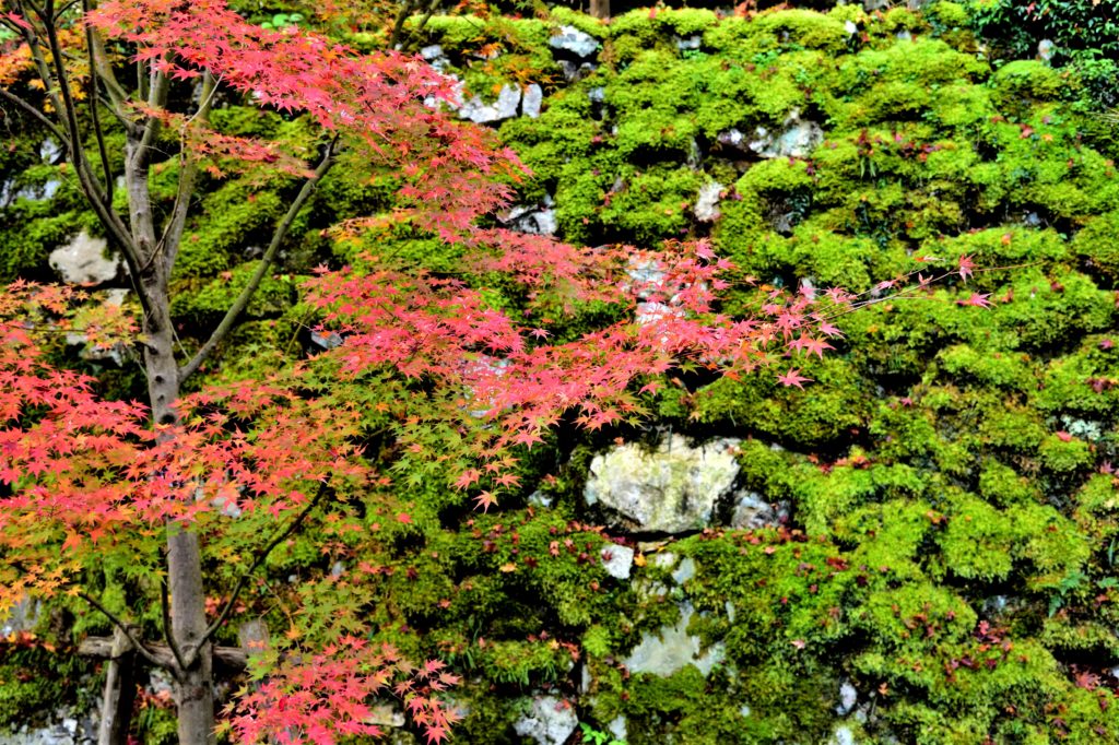大原三千院の石垣の苔と紅葉
