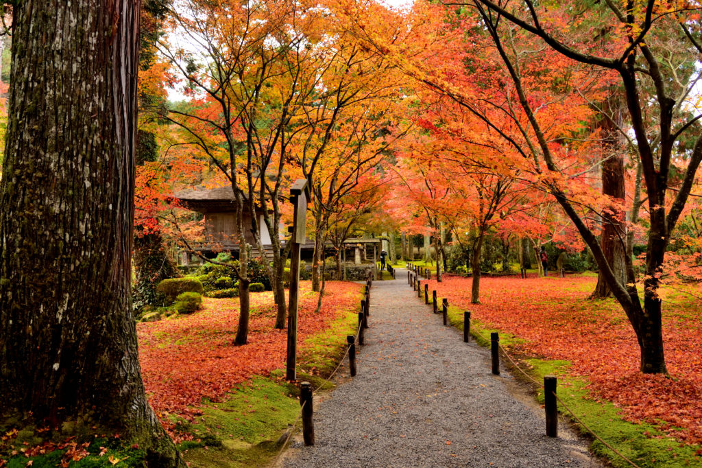 大原三千院の有清園の散紅葉