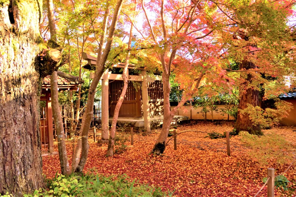 蓮華寺の山門の鳥居