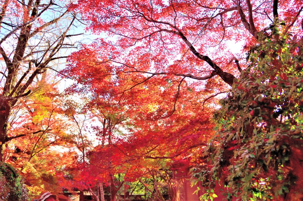 蓮華寺の山門の覆いかぶさるような紅葉