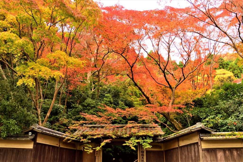紅葉に包まれる瑠璃光院の門