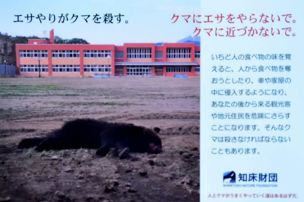 知床財団作成のヒグマへのエサやり防止を訴えるボスター