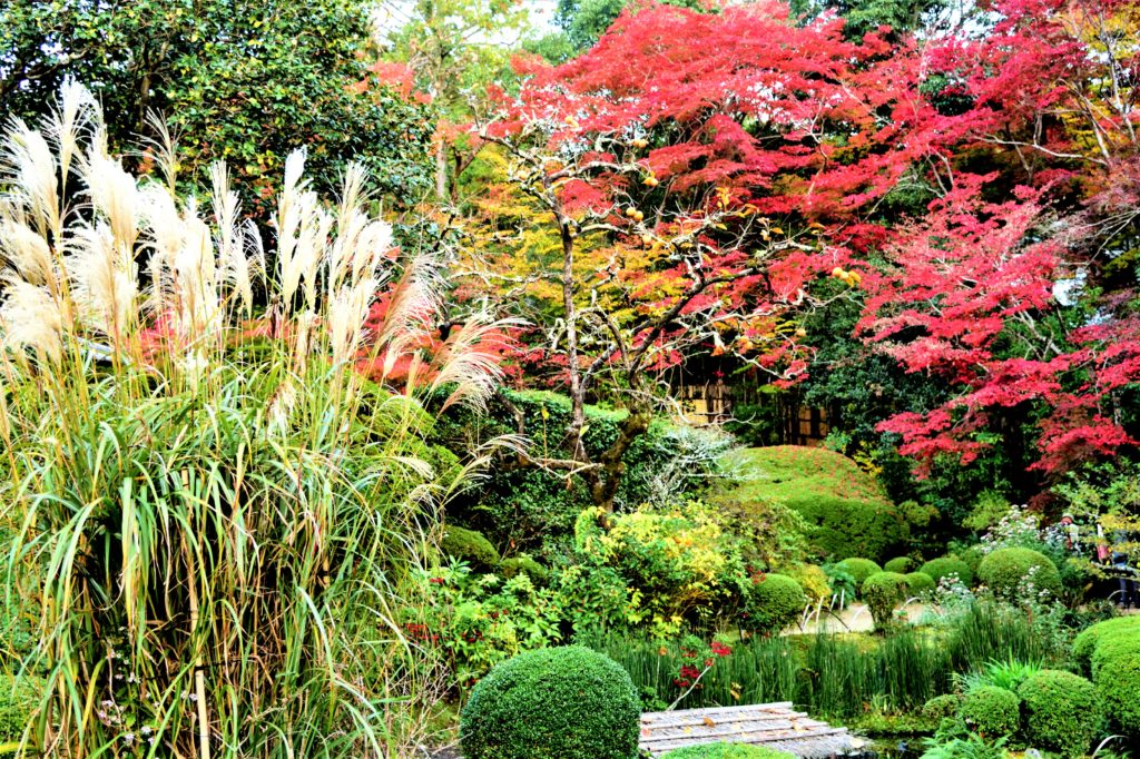 詩仙堂のススキと紅葉