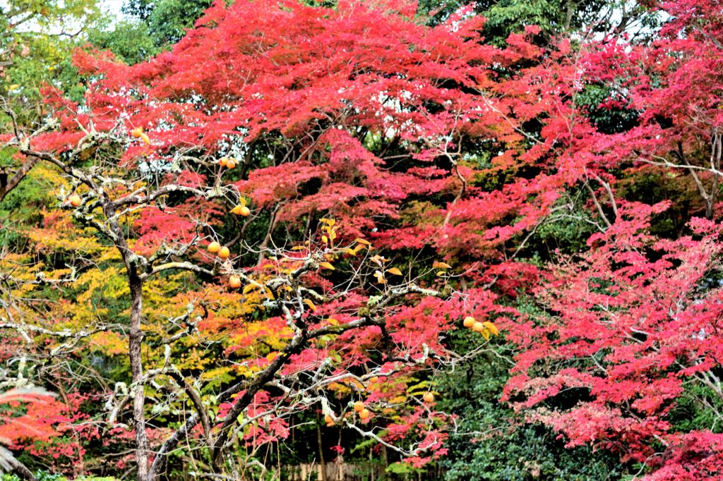  詩仙堂のススキと柿と紅葉