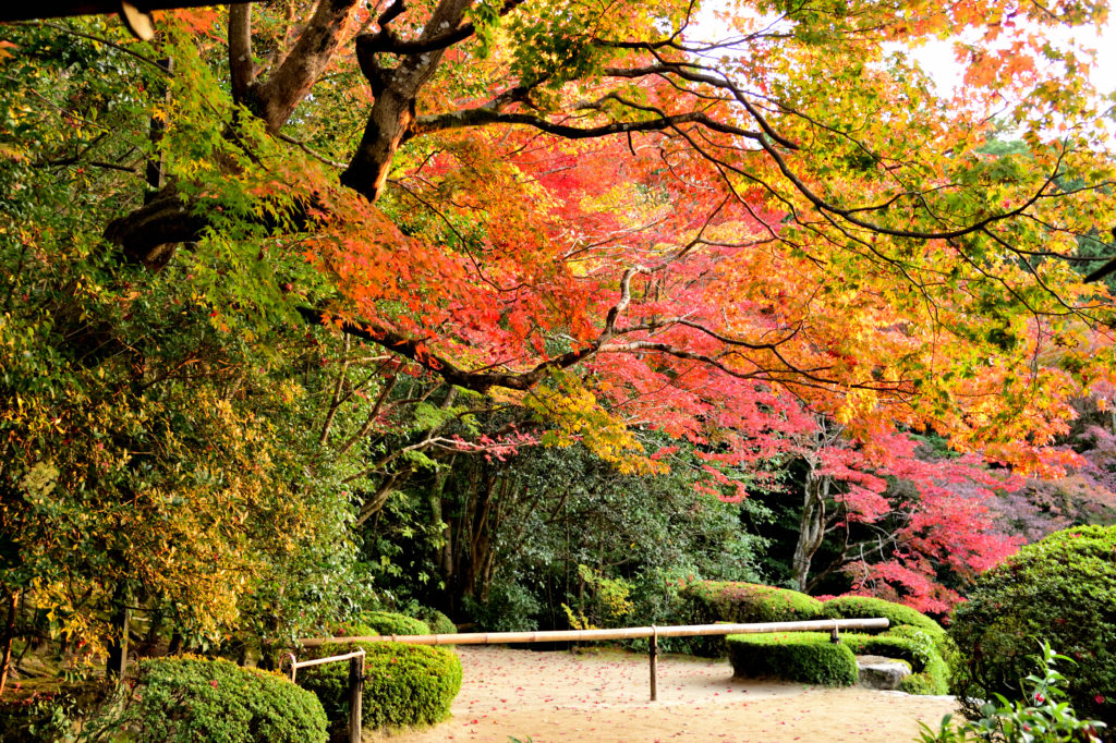 詩仙堂の庭園の赤色と黄色の紅葉